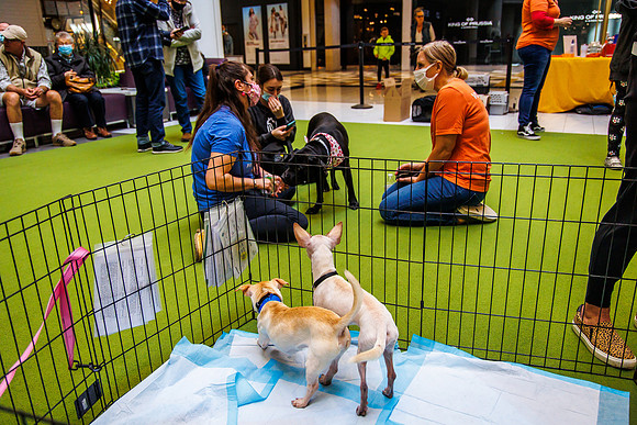 Adopt-Pet-KOP-Simon_0156