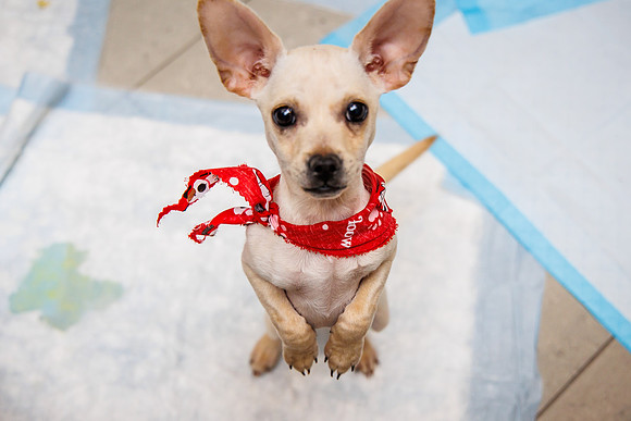 Adopt-Pet-KOP-Simon_0013