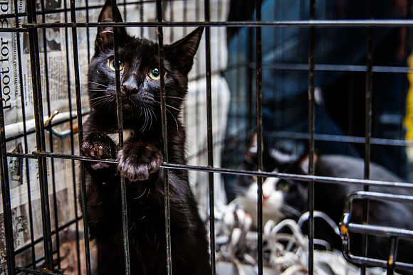 Adopt-Pet-KOP-Simon_0029
