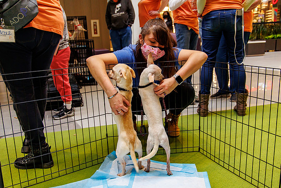 Adopt-Pet-KOP-Simon_0184