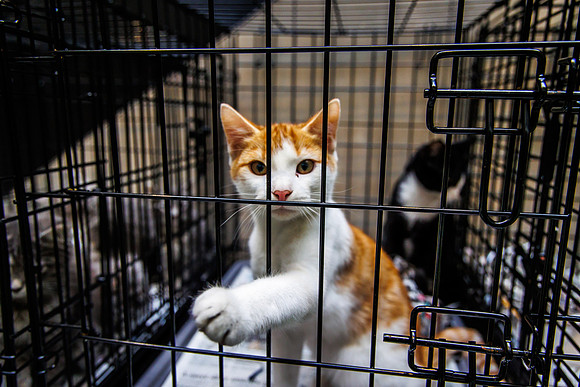 Adopt-Pet-KOP-Simon_0019