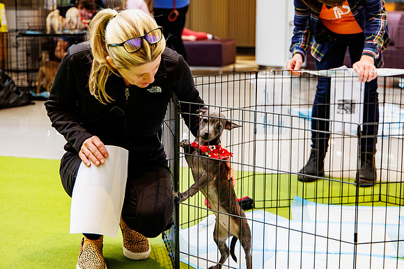 Adopt-Pet-KOP-Simon_0151