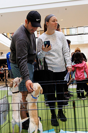 Adopt-Pet-KOP-Simon_0137