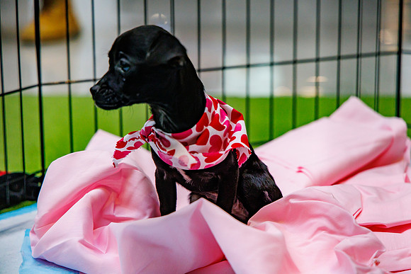 Adopt-Pet-KOP-Simon_0164