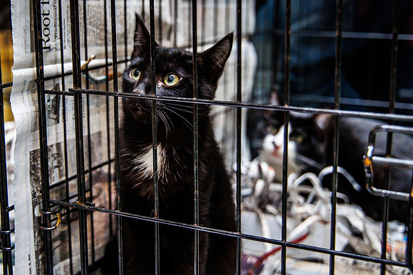 Adopt-Pet-KOP-Simon_0027