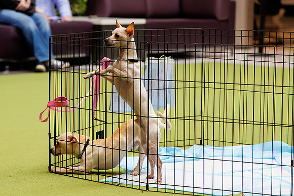 Adopt-Pet-KOP-Simon_0043