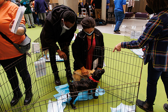 Adopt-Pet-KOP-Simon_0046