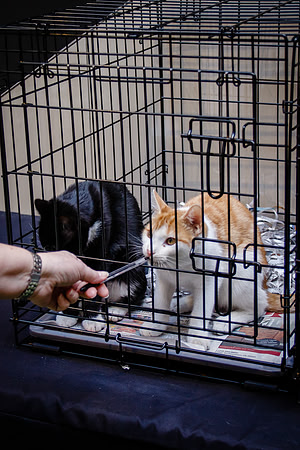 Adopt-Pet-KOP-Simon_0173