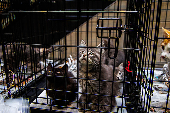 Adopt-Pet-KOP-Simon_0021