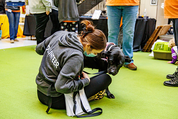 Adopt-Pet-KOP-Simon_0168