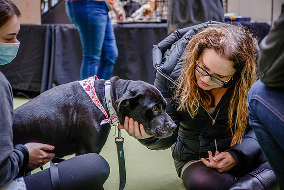 Adopt-Pet-KOP-Simon_0172