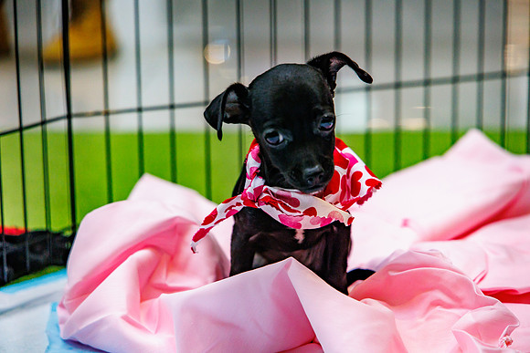 Adopt-Pet-KOP-Simon_0165