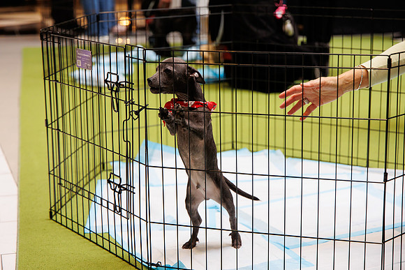Adopt-Pet-KOP-Simon_0041
