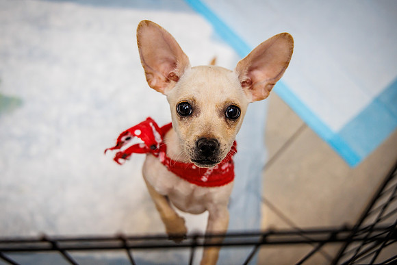 Adopt-Pet-KOP-Simon_0012