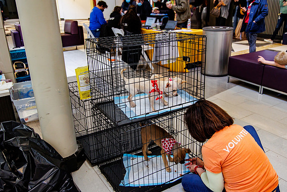 Adopt-Pet-KOP-Simon_0153
