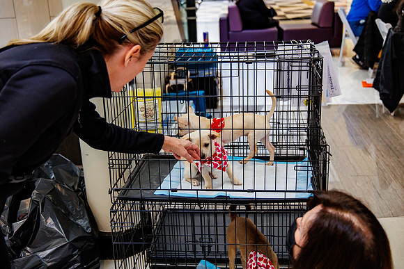 Adopt-Pet-KOP-Simon_0152