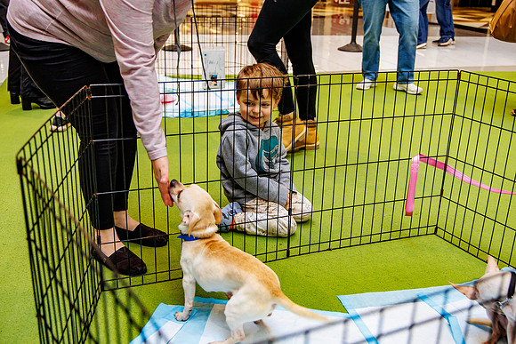 Adopt-Pet-KOP-Simon_0195