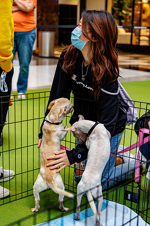 Adopt-Pet-KOP-Simon_0193