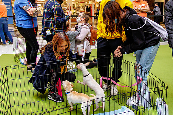 Adopt-Pet-KOP-Simon_0189