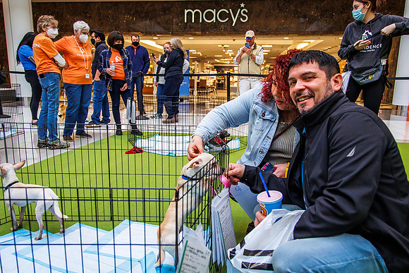 Adopt-Pet-KOP-Simon_0138