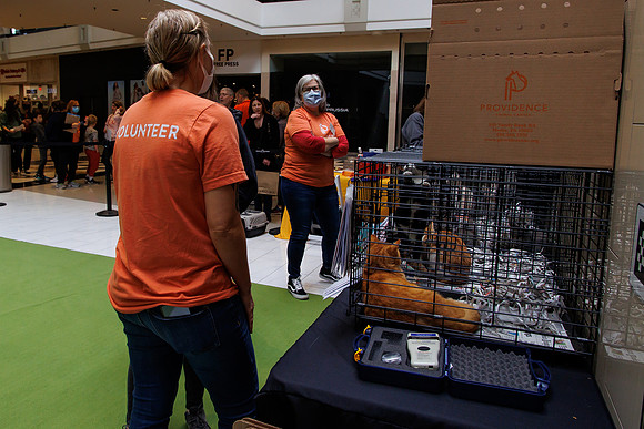 Adopt-Pet-KOP-Simon_0008