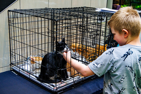 Adopt-Pet-KOP-Simon_0203