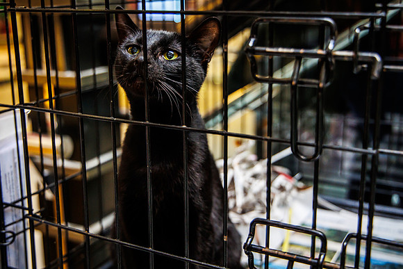 Adopt-Pet-KOP-Simon_0030