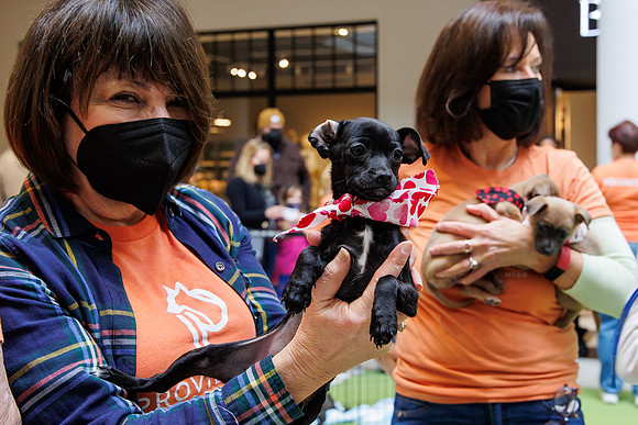 Adopt-Pet-KOP-Simon_0010