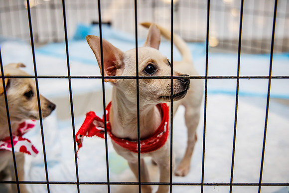 Adopt-Pet-KOP-Simon_0014