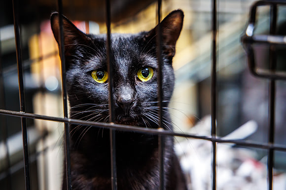 Adopt-Pet-KOP-Simon_0033