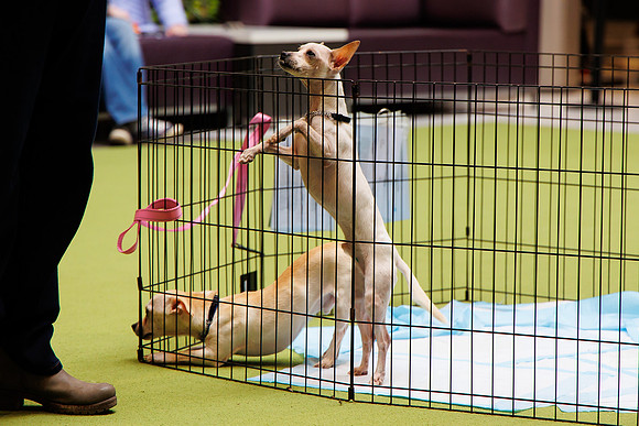 Adopt-Pet-KOP-Simon_0042