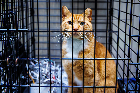 Adopt-Pet-KOP-Simon_0035