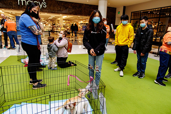Adopt-Pet-KOP-Simon_0187