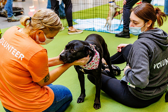 Adopt-Pet-KOP-Simon_0154
