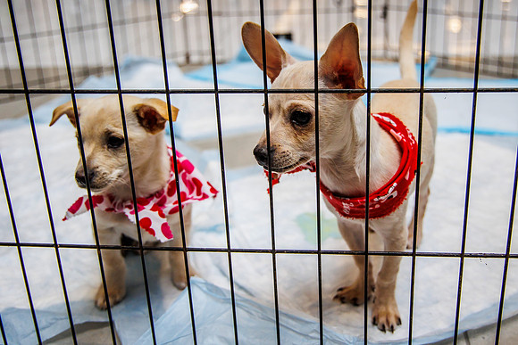 Adopt-Pet-KOP-Simon_0016