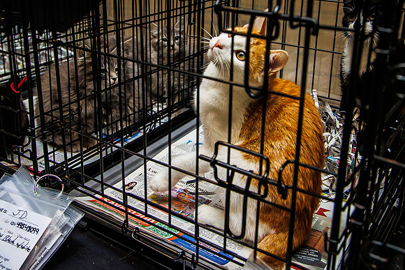 Adopt-Pet-KOP-Simon_0017