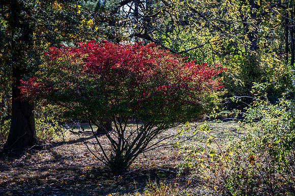 Northwales Park Fall 2024_0001