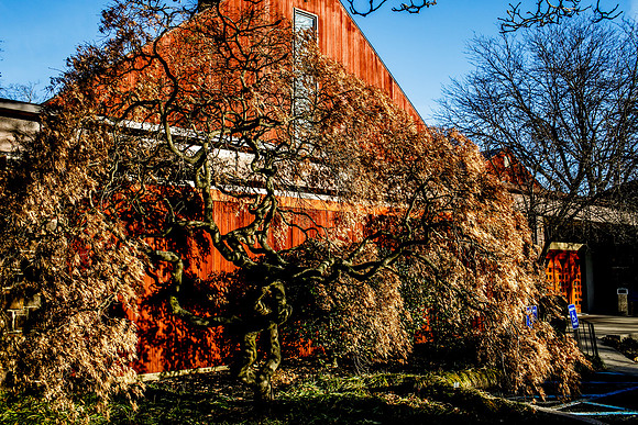 Lacianca0004