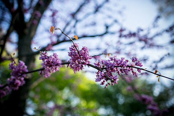 Harad__0005