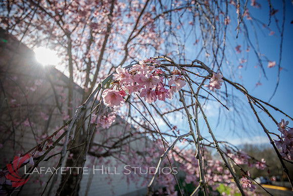 Spivak_0017