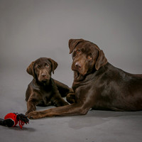 Telegadis Pups