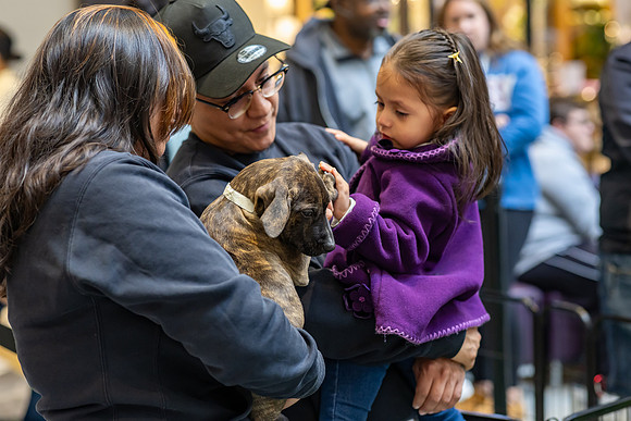 KOP Pet-Adoption2025_0114