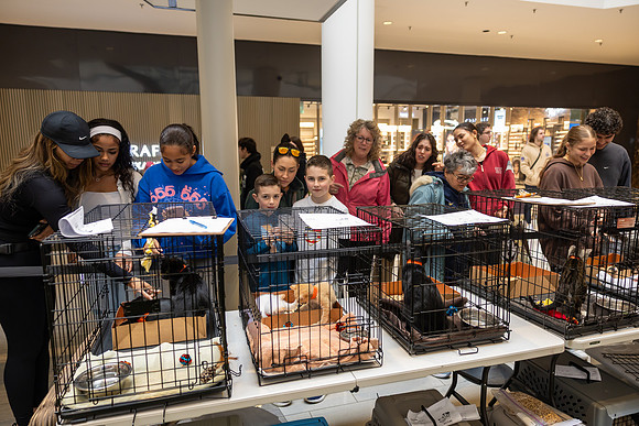 KOP Pet-Adoption2025_0025