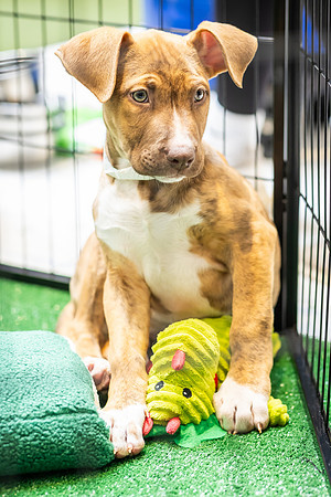 KOP Pet-Adoption2025_0176