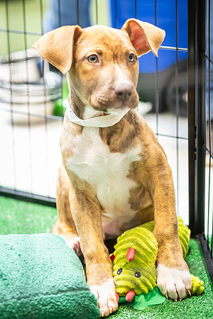 KOP Pet-Adoption2025_0174