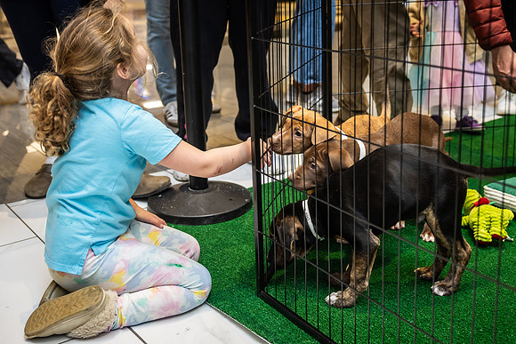 KOP Pet-Adoption2025_0017