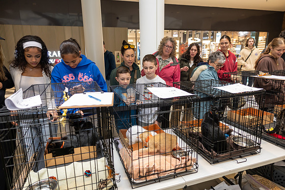 KOP Pet-Adoption2025_0026
