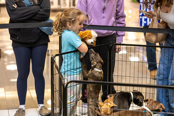 KOP Pet-Adoption2025_0007