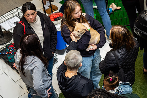 KOP Pet-Adoption2025_0049