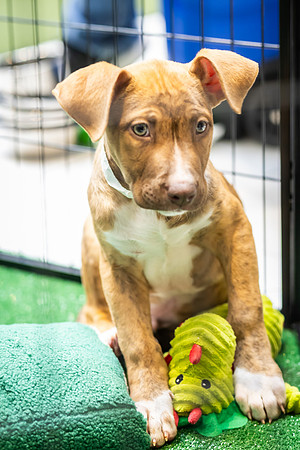 KOP Pet-Adoption2025_0173